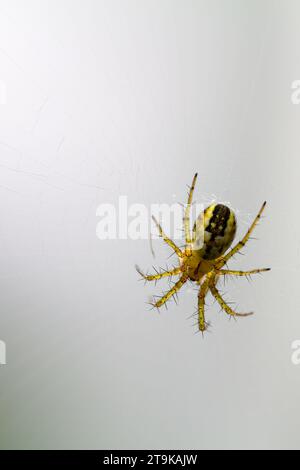 Nahaufnahme einer kleinen Spinne (aranea) in ihrem Kopfpflaster Stockfoto