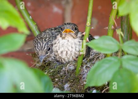 Vogelnest, gefleckte Fliegenfänger-Küken (Muscicapa striata) in einem Nest versteckt in einem Rosenstrauch in einem britischen Garten Stockfoto