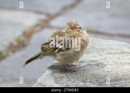 Jungfischkaffinchen (Fringilla coelebs), Jungvogel auf dem Boden in einem britischen Garten Stockfoto