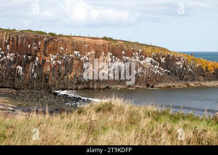 Sechseckige Säulen aus Dolerit bilden die Klippen am Cullernose Point Craster Northumberland England, UK Kittiwake Nistgebiet. Stockfoto