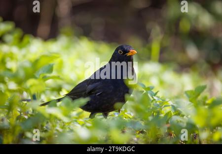 Erwachsene männliche Amsel auf der Suche in einem englischen Garten, Großbritannien Stockfoto