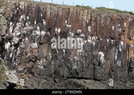 Sechseckige Säulen aus Dolerit bilden die Klippen am Cullernose Point Craster Northumberland England, UK Kittiwake Nistgebiet. Stockfoto