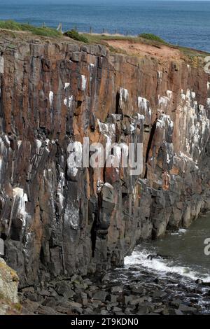 Sechseckige Säulen aus Dolerit bilden die Klippen am Cullernose Point Craster Northumberland England, UK Kittiwake Nistgebiet. Stockfoto