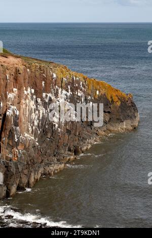 Sechseckige Säulen aus Dolerit bilden die Klippen am Cullernose Point Craster Northumberland England, UK Kittiwake Nistgebiet. Stockfoto