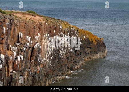 Sechseckige Säulen aus Dolerit bilden die Klippen am Cullernose Point Craster Northumberland England, UK Kittiwake Nistgebiet. Stockfoto