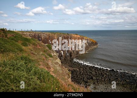 Sechseckige Säulen aus Dolerit bilden die Klippen am Cullernose Point Craster Northumberland England, UK Kittiwake Nistgebiet. Stockfoto