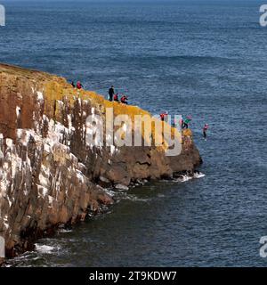 Sie fahren auf den sechseckigen Säulen aus Dolerit und bilden die Klippen am Cullernose Point Craster Northumberland England, UK Kittiwake Nistgebiet. Stockfoto