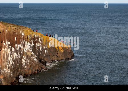 Sie fahren auf den sechseckigen Säulen aus Dolerit und bilden die Klippen am Cullernose Point Craster Northumberland England, UK Kittiwake Nistgebiet. Stockfoto