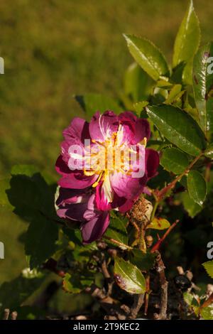 Wilde Rose mit tiefrosa Blüten. Stockfoto