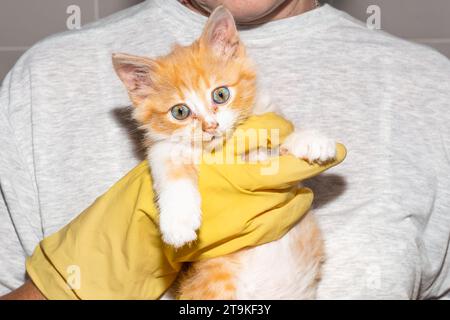 Ein dreckiges, ungewaschenes Kätzchen in den Händen einer Frau mit Handschuhen bereitet sich auf ein Bad vor. Tierpflege. Stockfoto