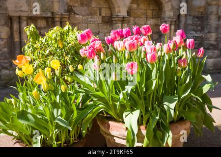 Rosafarbene und gelbe Tulpen, die in Terrakottatöpfen wachsen. York Museum Gardens UK Stockfoto