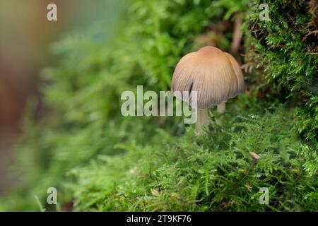 Schwefelbüschel wie Pilze Hypholoma fasciculare einzelne gelbe braune Kappe mit feinen Graten dunkler in der Mitte wächst auf moosigem Baumstamm Wintersaison UK Stockfoto