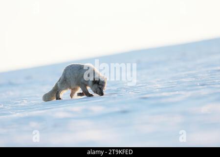 Polarfuchs, schönes Tier im Schnee. Der Polarfuchs schnüffelt. Wildtiere aus der Natur, Vulpes lagopus, Svalbard, Norwegen Stockfoto