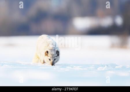 Polarfuchs, schönes Tier im Schnee. Der Polarfuchs schnüffelt. Wildtiere aus der Natur, Vulpes lagopus, Svalbard, Norwegen Stockfoto