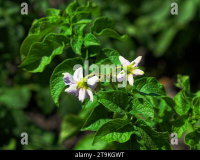 Ein Nahfoto von zwei weißen Blumen mit gelber Mitte auf einer grünen Pflanze. Blumen auf einem Kartoffelstrauch, Nahaufnahme. Blühende Kartoffeln. Stockfoto