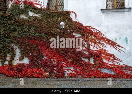 Dies ist ein Foto von einer weißen Wand mit einer roten Efeu-Pflanze, die darauf wächst. Stockfoto