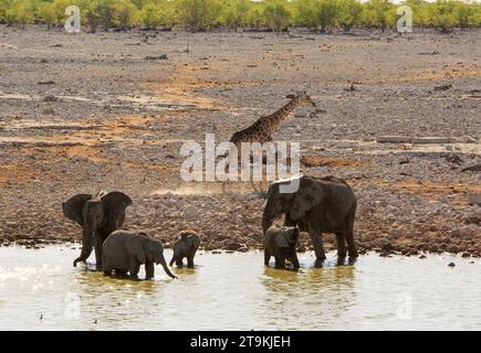 Malerische Aussicht auf ein afrikanisches Wasserloch mit Elefanten, die sich suhlen und trinken, während eine einsame Giraffe hinter sich herläuft, mit einem natürlichen Buschgrund. Stockfoto