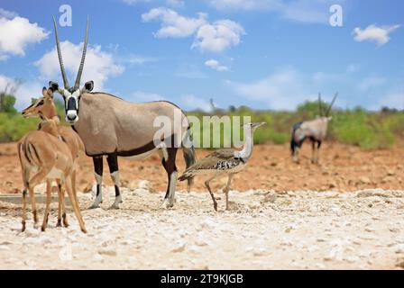 Kori Trastard, Gemsbok Oryx und Black standen Impala an einem kleinen Wasserloch im westlichen Sektor von Etosha gegenüber – der Schwerpunkt liegt auf der Kori Trastard Stockfoto