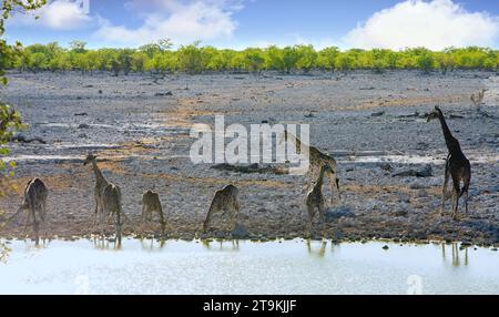 Eine große Herde von 8 Giraffen trinkt an einem Wasserloch, einige haben dort die Beine gebeugt und Köpfe nach unten, während sie trinken. Stockfoto