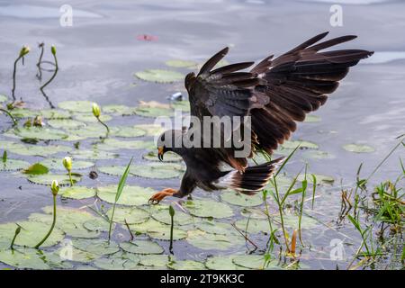 Flying Common Black Hawk Jagd im Wasser - Buteogallus anthracinus ein Raubvogel in mexiko Stockfoto