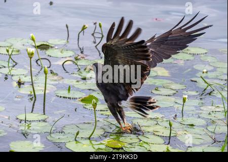 Flying Common Black Hawk Jagd im Wasser - Buteogallus anthracinus ein Raubvogel in mexiko Stockfoto