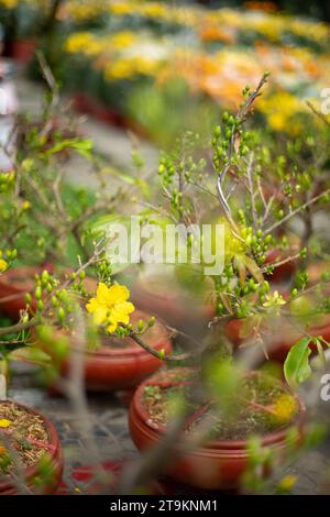 Ungewöhnlich schöne gelbe Blütenblätter im Garten gelbe Blütenblätter blühen im kommenden Frühling Stockfoto