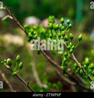 Ungewöhnlich schöne gelbe Blütenblätter im Garten gelbe Blütenblätter blühen im kommenden Frühling Stockfoto