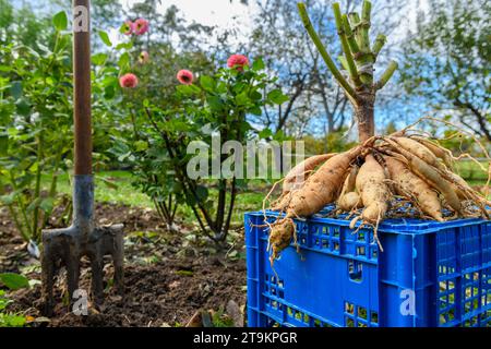 Frisch angehobene Dahlia-Knollen. Dahlia-Knollen ausgraben, reinigen und für die Winterlagerung vorbereiten. Jobs im Herbst im Gartenbau. Überwintern dah Stockfoto