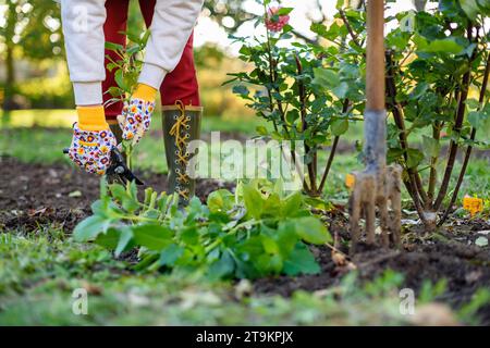 Frau, die mit Schneidescheren Dahlia-Pflanzen-Laub zurückschneidet, bevor sie die Knollen für die Winterlagerung ausgräbt. Jobs im Herbst im Gartenbau. Überwintern von dahl Stockfoto