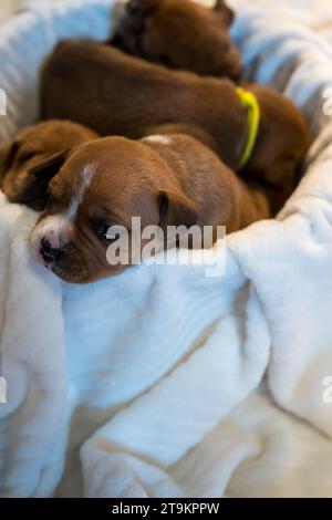 Staffordshire Bull Terrier, wundervolle Welpen aus der professionellen Zucht reinrassiger Hunde. Stockfoto