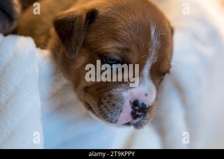 Staffordshire Bull Terrier, wundervolle Welpen aus der professionellen Zucht reinrassiger Hunde. Stockfoto