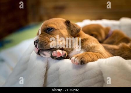 Staffordshire Bull Terrier, wundervolle Welpen aus der professionellen Zucht reinrassiger Hunde. Stockfoto