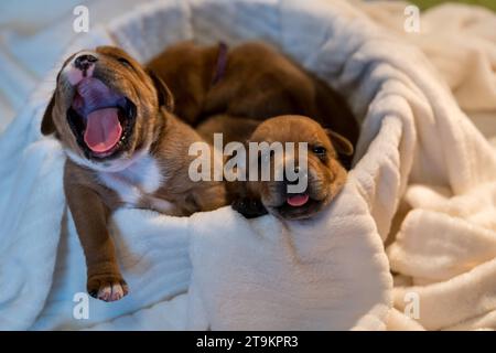 Staffordshire Bull Terrier, wundervolle Welpen aus der professionellen Zucht reinrassiger Hunde. Stockfoto