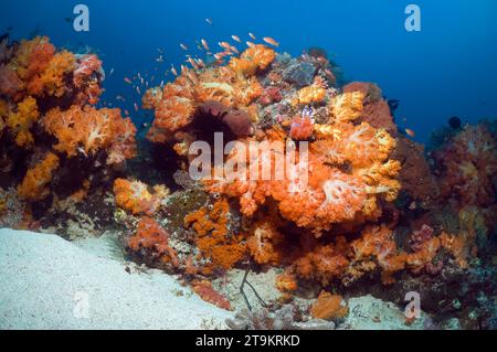 Korallenrifflandschaft mit weichen Korallen (Scleronephthya sp.). Komodo-Nationalpark, Indonesien. Stockfoto