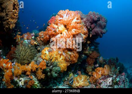 Korallenrifflandschaft mit weichen Korallen (Scleronephthya sp.). Komodo-Nationalpark, Indonesien. Stockfoto