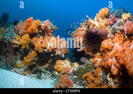 Korallenrifflandschaft mit weichen Korallen (Scleronephthya sp.). Komodo-Nationalpark, Indonesien. Stockfoto