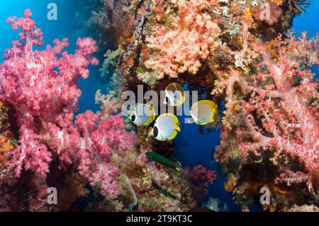 Korallenriff mit üppigen Weichkorallen und Panda-Butterflyfisch (Chaetodon adiergastos) Raja Ampat, West Papua, Indonesien. Stockfoto
