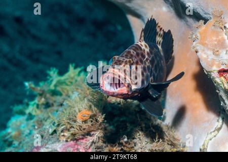 Hochflossengrupper [Epinephelus maculatus]. Tulamben, Bali, Indonesien. Stockfoto