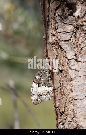 Waldgräuel Schmetterling gut getarnt vor Baumrinde Stockfoto