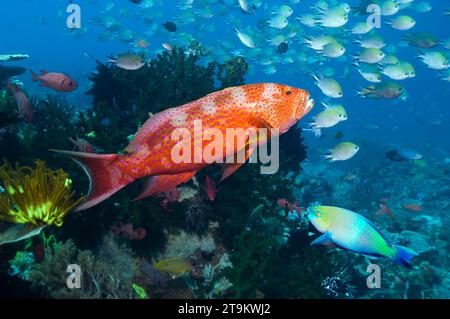 Whitemargin lysale Grouper (Variola albimarginata) mit Jungfischen im Hintergrund. Komodo, Indonesien. Stockfoto