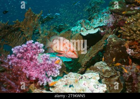 Korallen Hind (Cephalopholis Miniata) am Korallenriff mit Weichkorallen.  Andamanensee, Thailand. Stockfoto