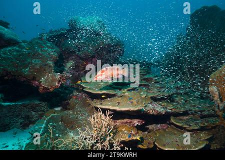 Korallenrückel (Cephalopholis miniata) auf Korallenriff. Andamanensee, Thailand. Stockfoto