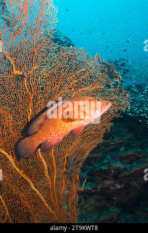 Korallenhind (Cephalopholis miniata) liegt im Hinterhalt hinter Gorgonien auf Korallenriffen. Andamanensee, Thailand. Stockfoto