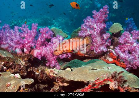 Korallen Hind (Cephalopholis Miniata) am Korallenriff mit Weichkorallen.  Andamanensee, Thailand. Stockfoto