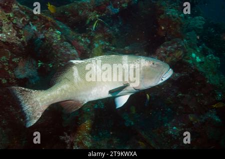 Leopard coral Grouper (Plectropomus leopardus) auf Liberty Wrack, Bali, Indonesien. Stockfoto