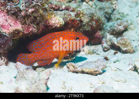 Korallenhunde (Cephalopholus miniata) juvenil. Raja Ampat, West Papua, Indonesien. Stockfoto