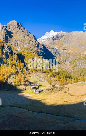 Herbstlicher Blick auf die Alpe Larecchio und den Larecchio See, Val Vogna, Riva Valdobbia, Valsesia, Provinz Vercelli, Piemont, Italien, Europa. Stockfoto