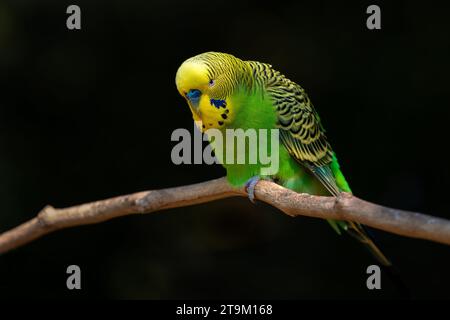 Wellensittich - Melopsittacus undulatus, ein wunderschöner, beliebter Papagei aus australischen Wäldern und Wäldern. Stockfoto