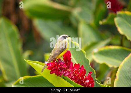 Tauchen Sie ein in die lebendige Welt des Großen Kiskadee (Pitangus sulfonatus), ein melodiöser Vogel in auffälligen Gelb und Braun. Nativ für t Stockfoto