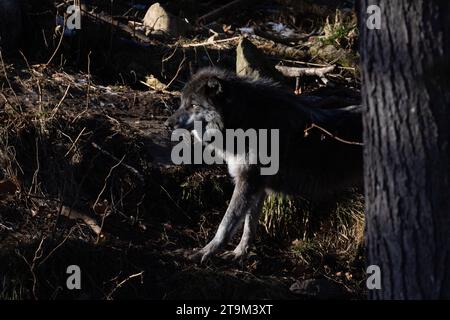 Nordwestwolf (Canis Lupus occidentalis) Winterporträt Stockfoto